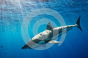 Cage Diving with Great White Sharks in Mexico