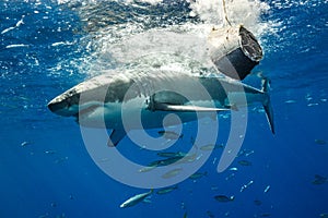 Cage Diving with Great White Sharks in Mexico