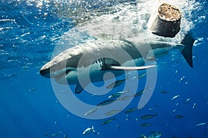 Cage Diving with Great White Sharks in Mexico