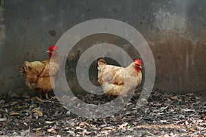 Cage free rooster and chicken