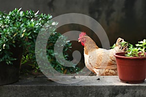 Cage free rooster