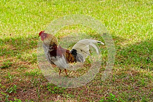 Cage free rooster