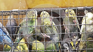 a cage with many budgerigars. a cramped bird cage.