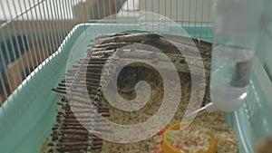 Cage with pet domestic rodent. Animal behind bars on market. Pets for sale.