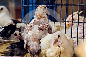 Cage with pigeon chicks at street market in Egypt