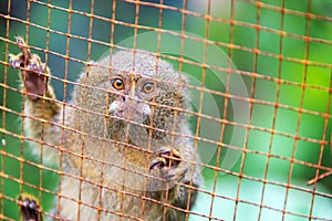 Cage Pygmy Monkey