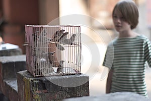 Cage with songbirds on a stone pedestal