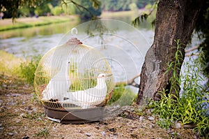 A cage with two doves stands near a tree on the shore of a pond