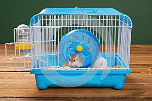 A cage with two small hamsters