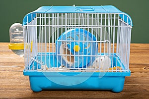A cage with two small hamsters
