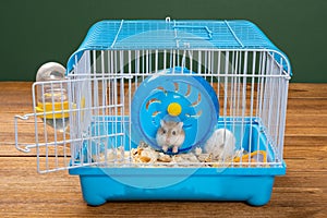 a cage with two small hamsters