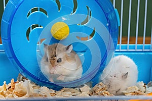 a cage with two small hamsters photo