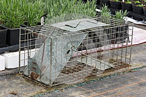 Cage type humane rat trap