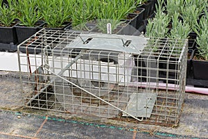 Cage type humane rat trap