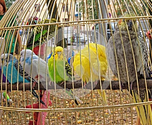 Cage with varicoloured parrots sitting on a perch