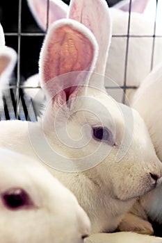 Cage of White Meat Rabbits