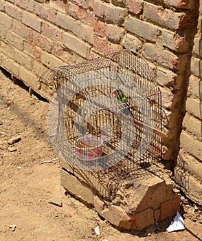 Caged Alley Bird photo