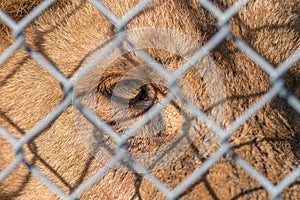 Caged animal. Eye of the beast. Close-up of zoo lion looking through fence