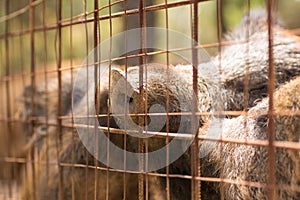 Caged animals. A close up look of wild boars inside a cage.
