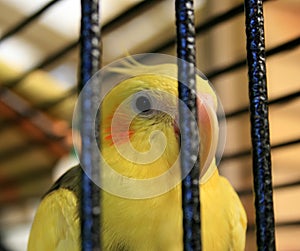 Caged Bird