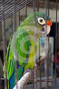 Caged Bird-Huatulco Mexico photo