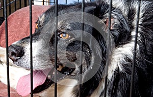 Caged Border Collie