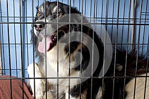 Caged Border Collie