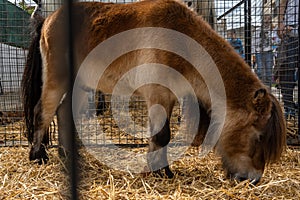 Caged brown pony grazing