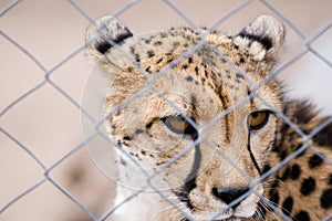 Caged cheetah