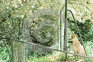 Caged Cheetah in a Zoo