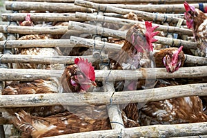 Caged chickens wait to be purchased at the Otavalo animal market in Ecuador in South America.