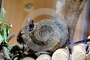 Caged Degu eating leafs - close-up