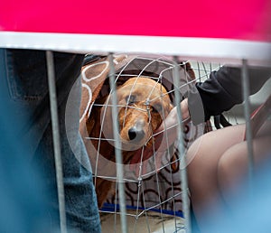 Caged dog being petted by a person