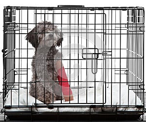 Caged dog with broken leg