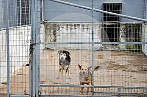 Caged dogs