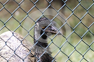 Caged Emu Flightless Bird`s Eye Close up