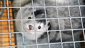 A caged farm mink looks through the bars