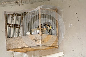 Caged Goldfinches fed by a parent