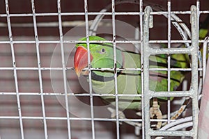 A caged green parrot biting the cage grills