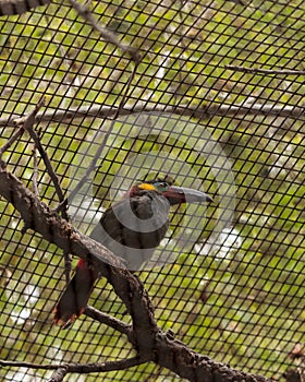 Caged Guianan toucanet Selenidera piperivora