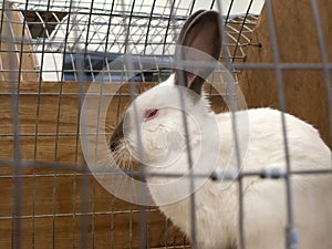 Caged Himalayan rabbit