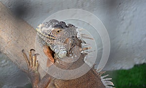 Caged Iguana photo