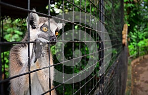 Caged Lemur