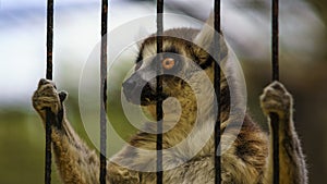 Caged Lemur at Zoo