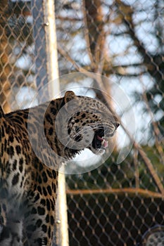 Caged leopard