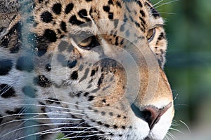 Caged Leopard Looking Sad