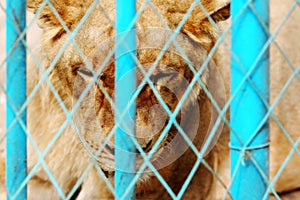 Caged Lion