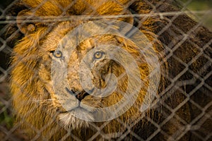 Caged Lion photo