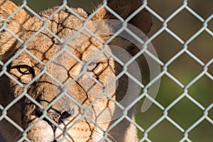 Caged lion staring through fence. Captive animal rights image photo