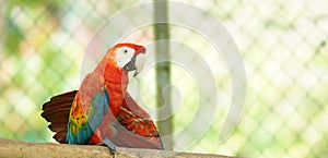 Caged macaw on a branch in Ecuadorian amazon. Common names: Guacamayo or Papagayo photo